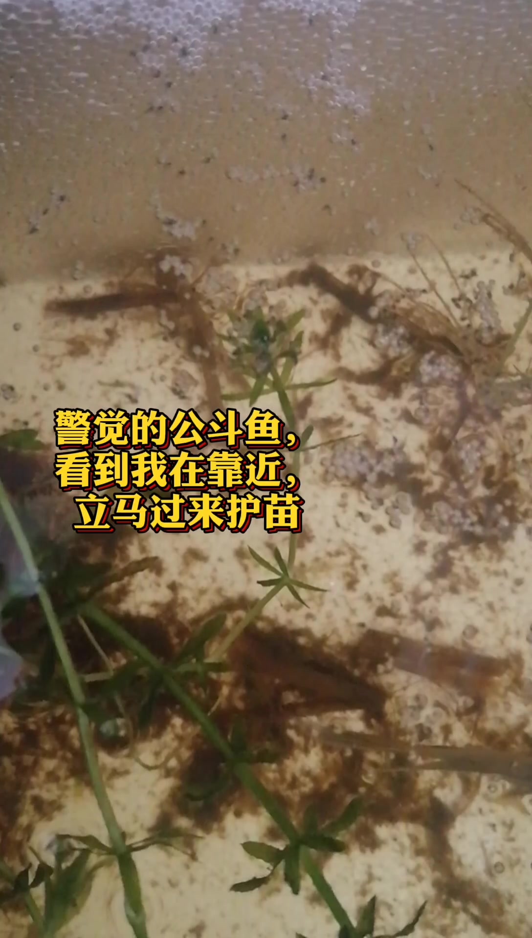 绿纹蓝色叉尾斗鱼(蓝叉斗鱼)繁殖篇