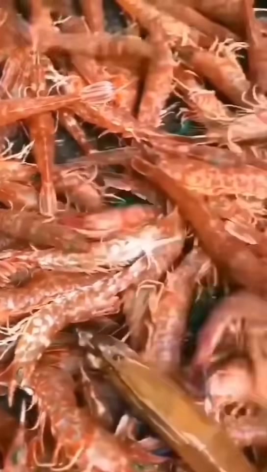 樱花虾,嫩 白灼蒜香炒一下就很棒一人吃一盘还是不过隐