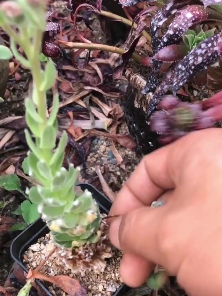蛛丝卷卷开花了,但是能不能留呢