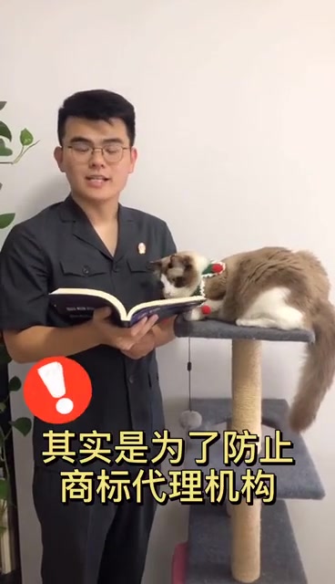 商标注册那些事之猫猫鱼店申请记(二)