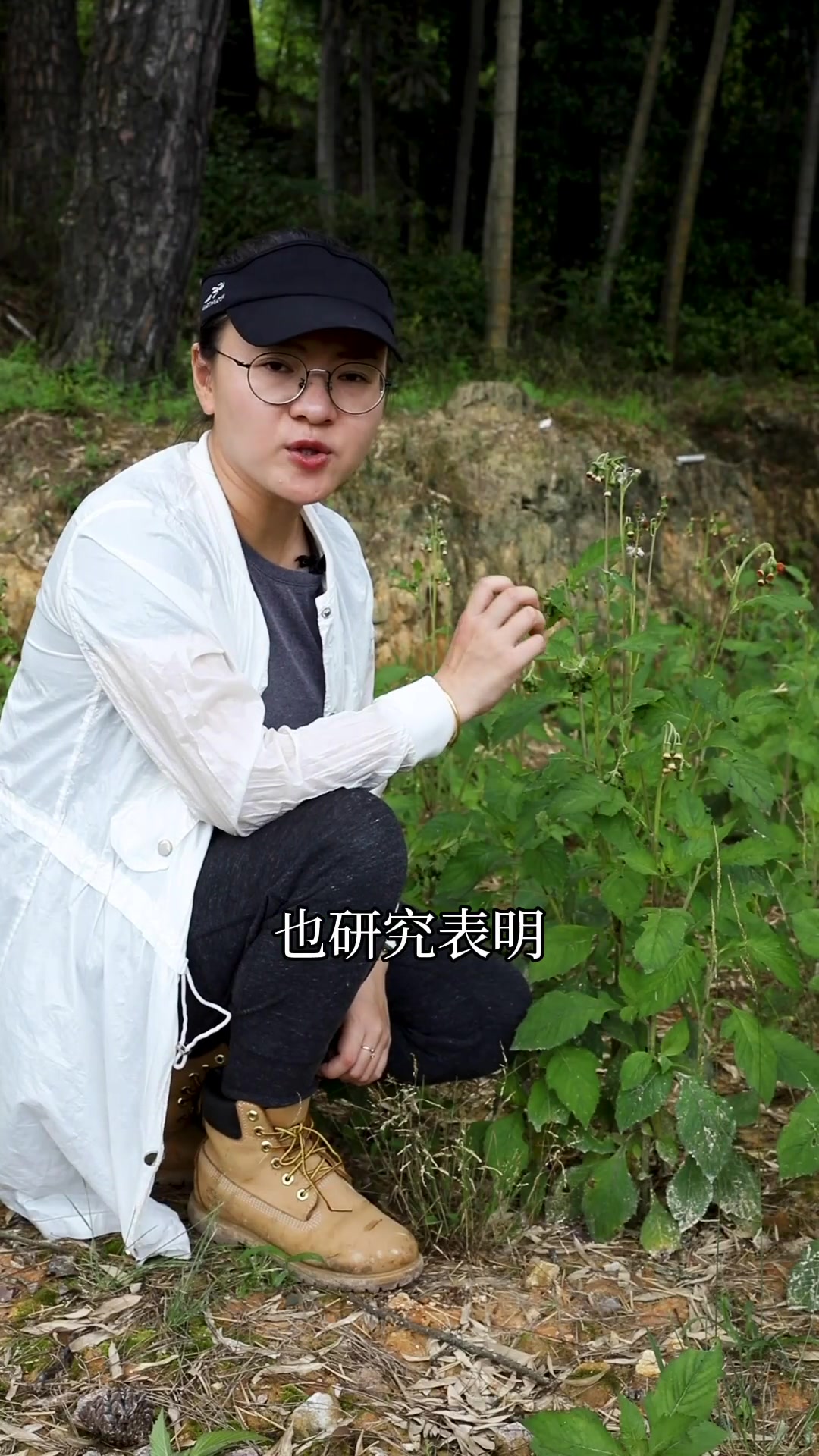 革命菜,野茼蒿也有故事