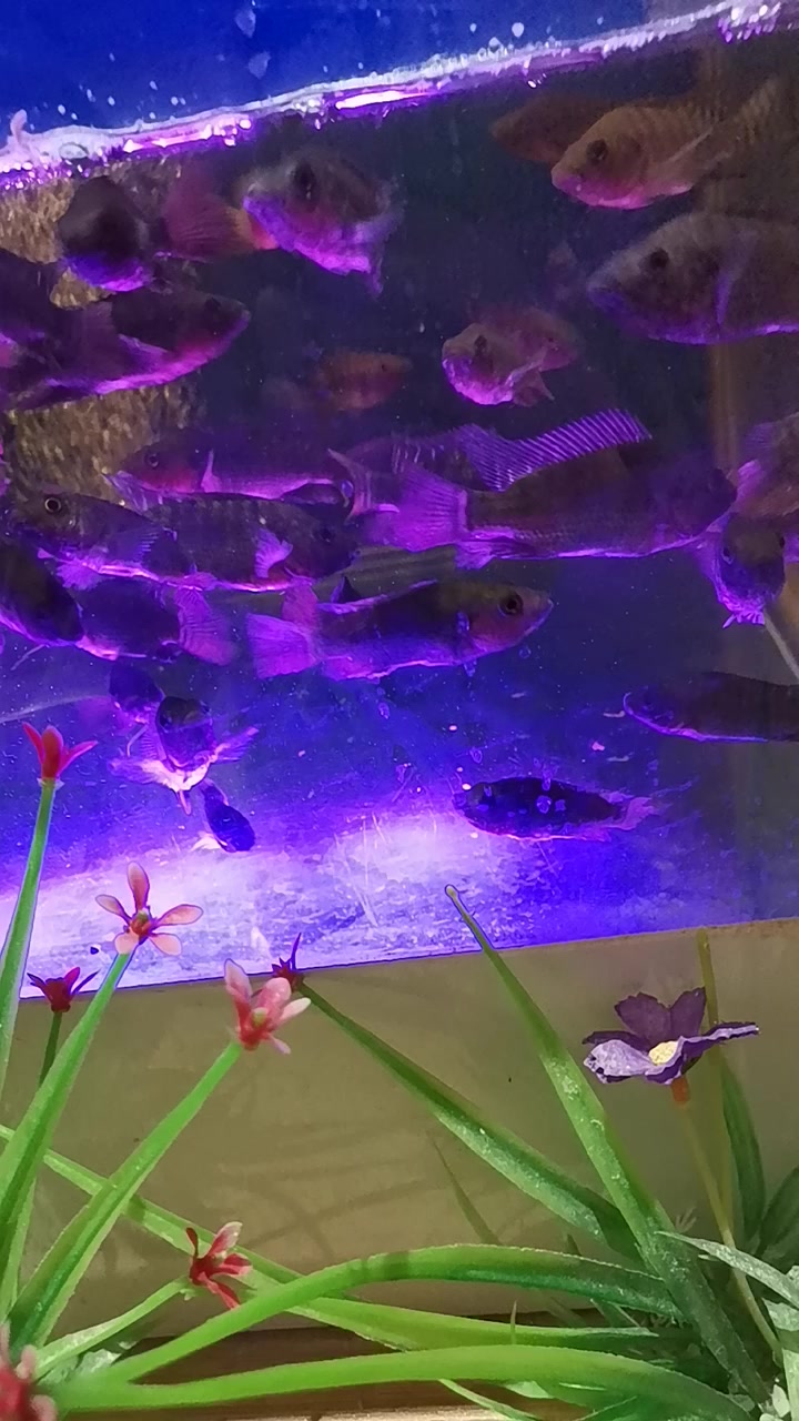 郑州网红打卡地百花汤亲亲鱼张开嘴巴的样子太可怕了!