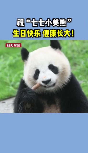 熊猫美七七过生日,有纯手工的三层冰蛋糕哦~