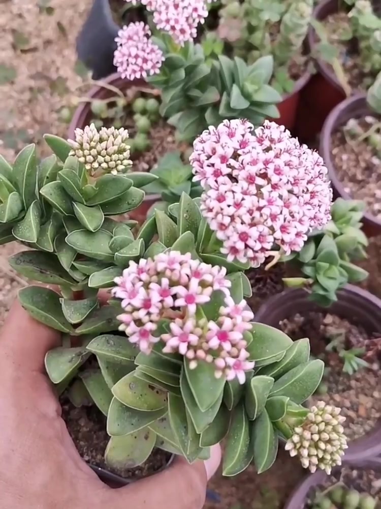 养花日记:神童多肉开花的问题