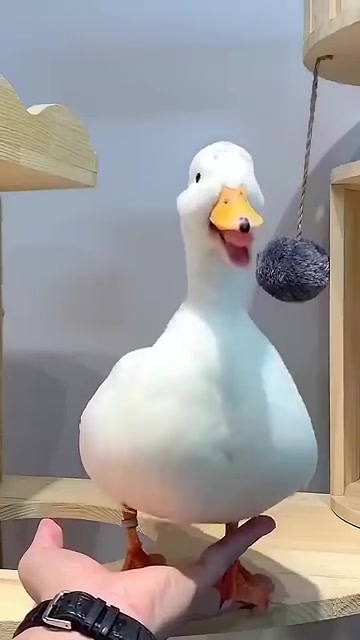 这就是那只火爆的开心鸭动图原型