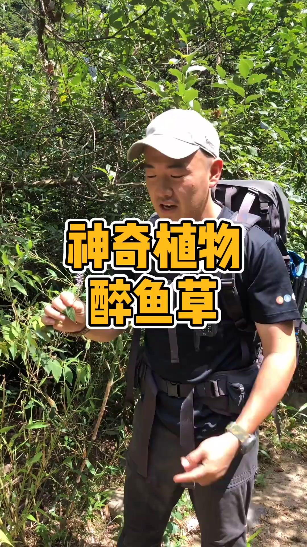 神奇植物醉鱼草#星知计划#