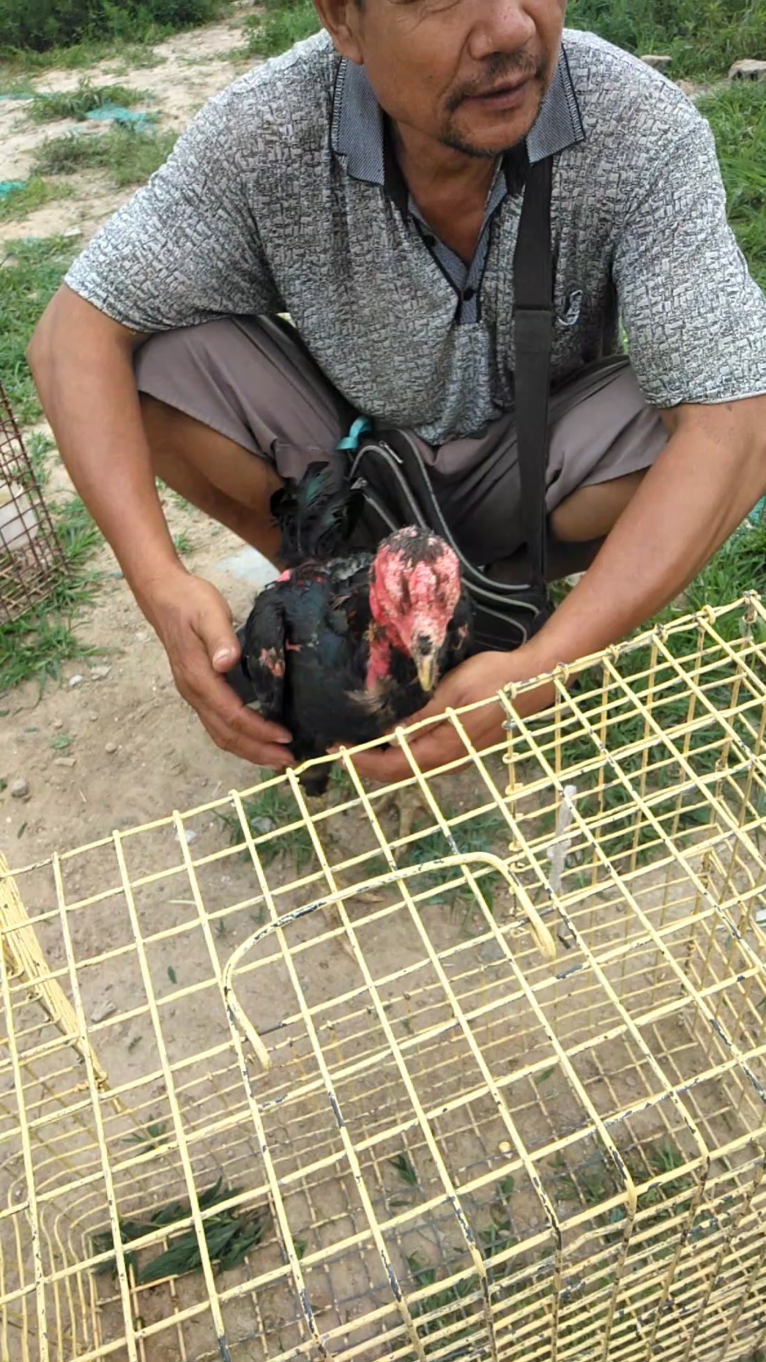 一只斗鸡,要价三百元值吗