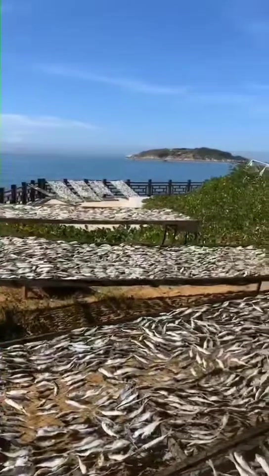 海边渔民是这样晒鱼的