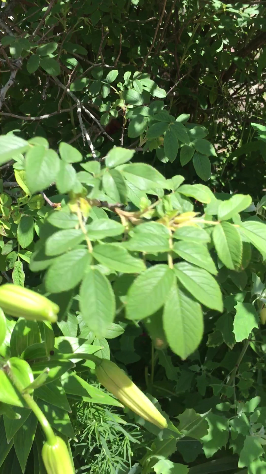 带大家认识一下百合花与黄花菜
