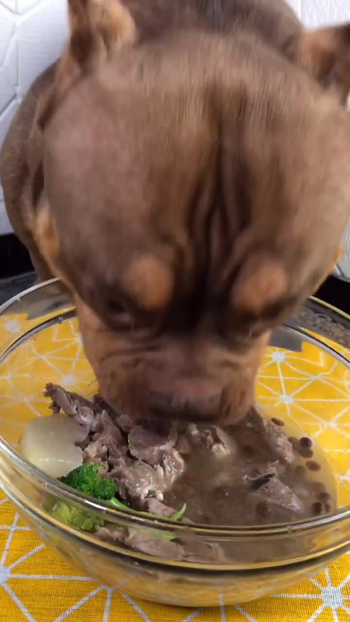 小拉菲的孕妇餐,这一大碗,看它吃的我怎么还馋了呢!