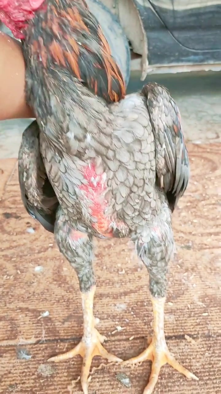 斗鸡系列之缅甸斗鸡