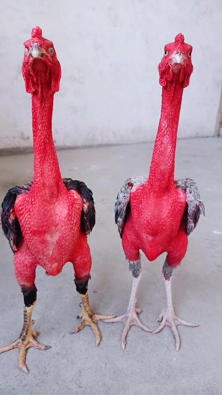 斗鸡系列之两位保镖……