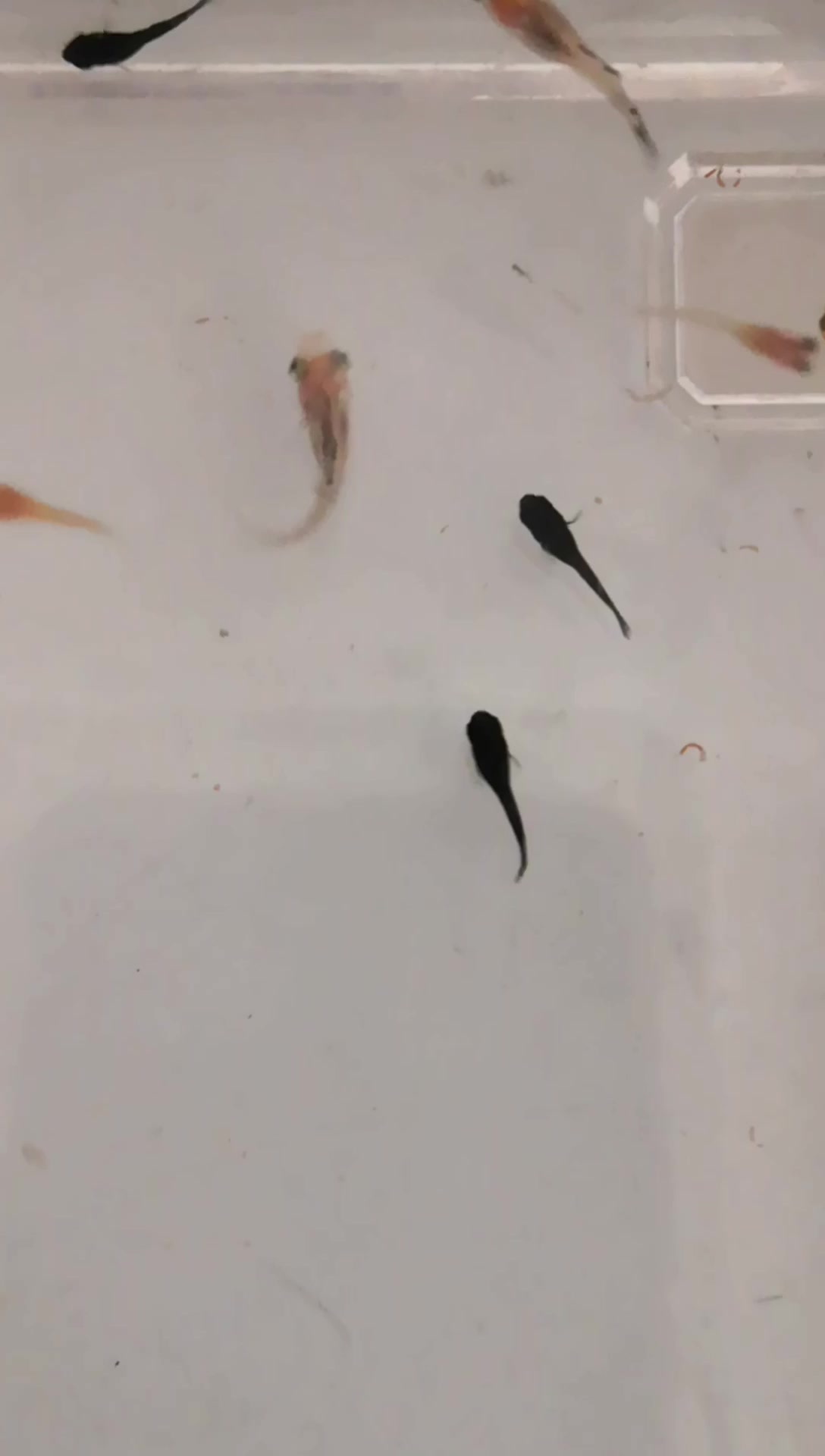 生了生了,早上玛丽鱼生小鱼仔了,个头比孔雀鱼大多了