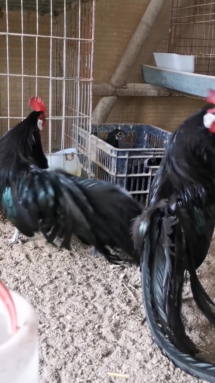 斗鸡系列之高端长尾鸡