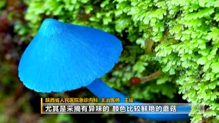 【夏季雨后菌类疯长劝你莫随意摘食医生:食用后如没有先催吐及时送医】盛夏时节,雨水充沛,也是