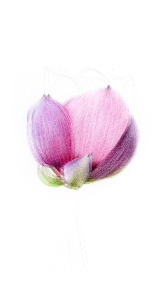 彩铅画「荷花」赏析