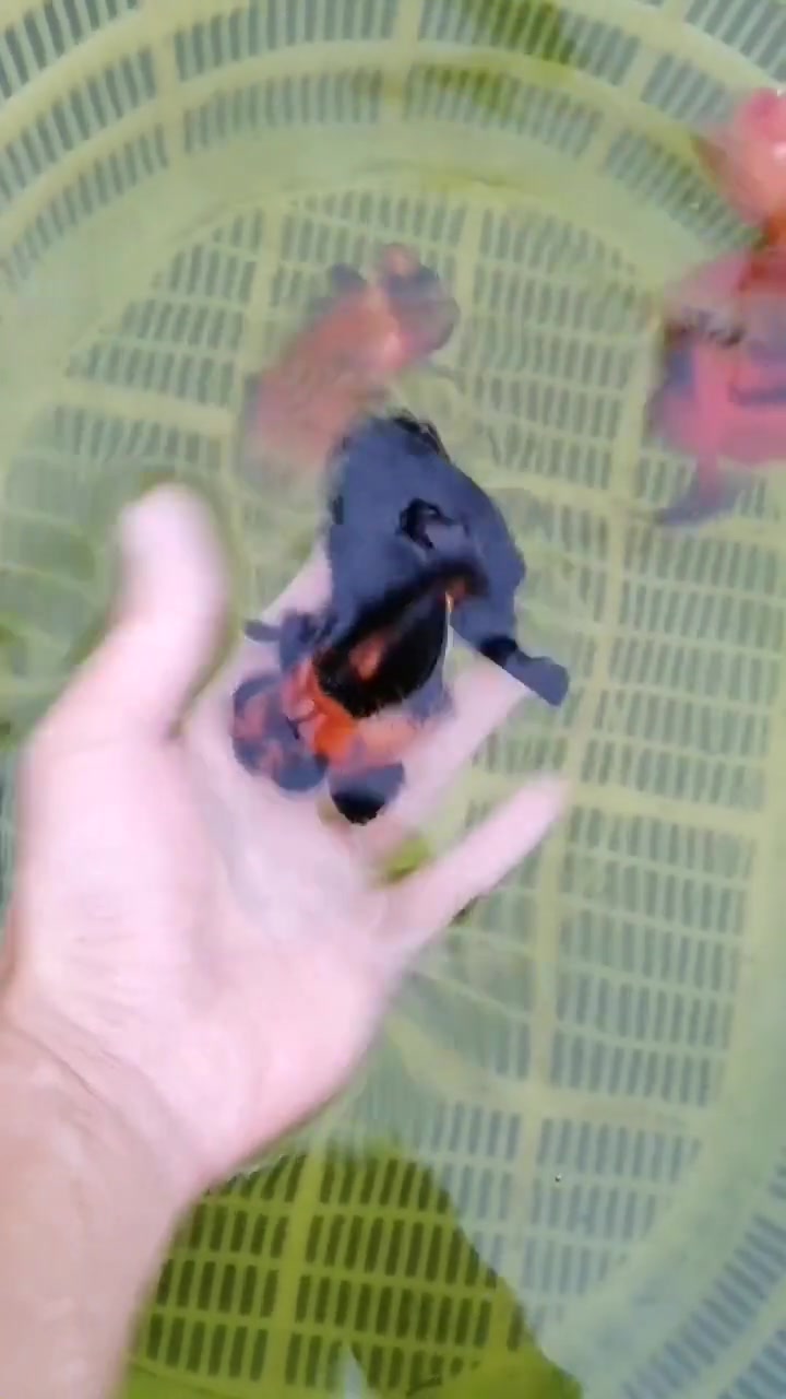 可爱的迷你小金鱼,两只大眼睛,真是太有趣了