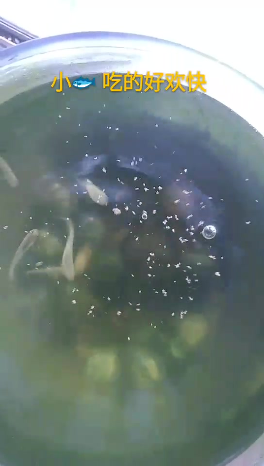 小河里捞的小鱼比家养的金鱼更好养,更可爱!