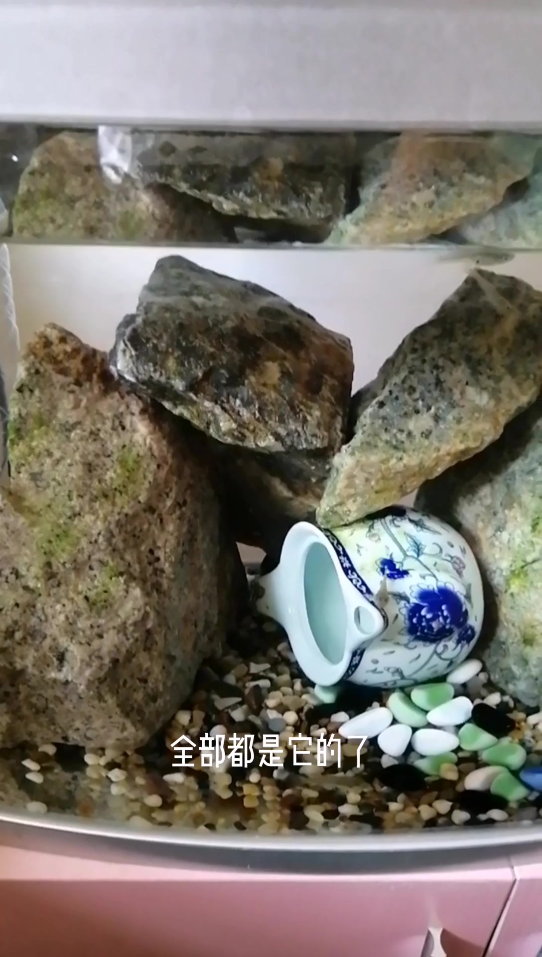 虾虎很皮实,其实它最怕的是温度过高