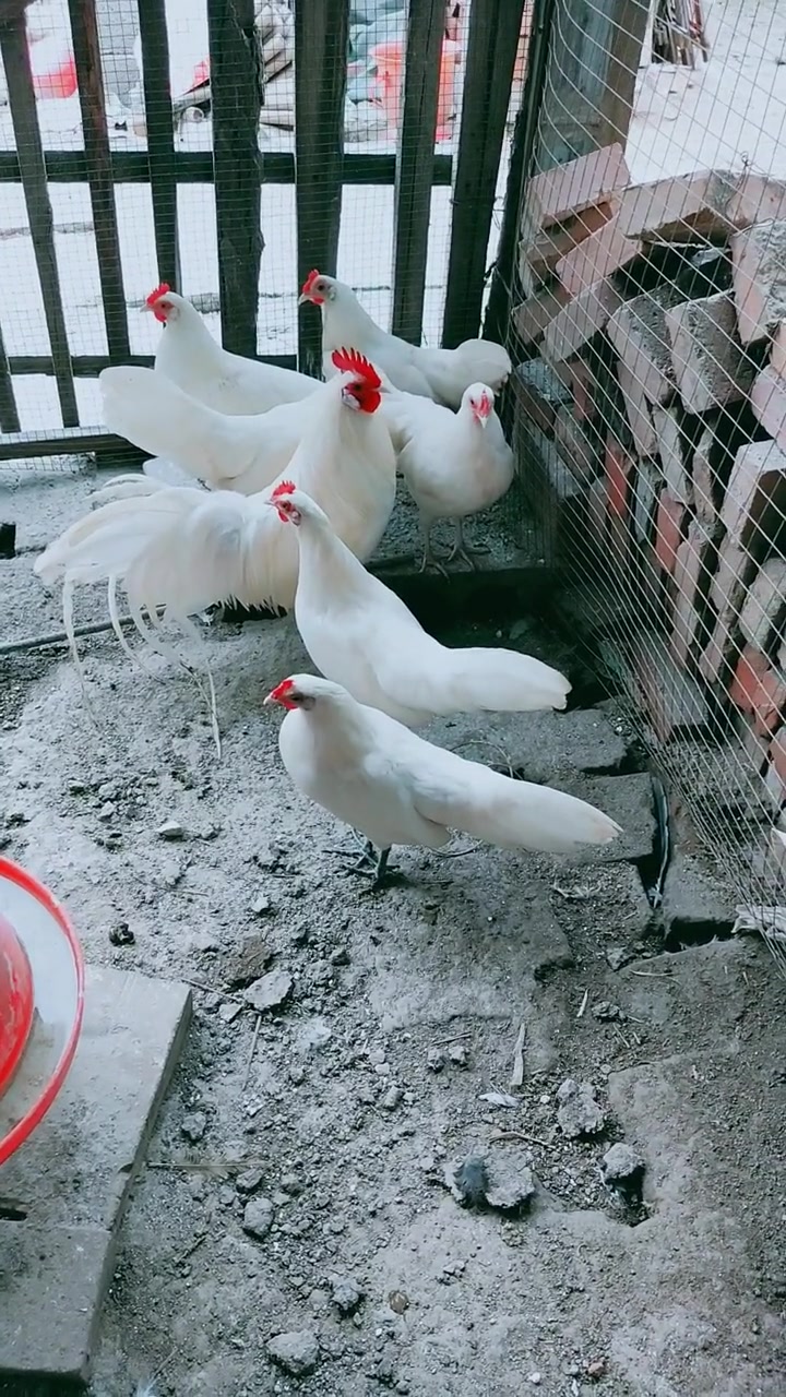 斗鸡系列之漂亮的长尾鸡