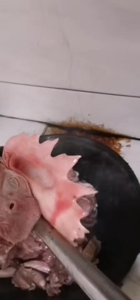大鸡冠子够小孩吃一顿饭了,在老家用柴火炖鸡就是好吃
