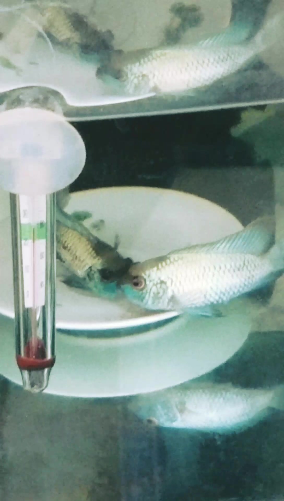 湛蓝宝石繁殖记录