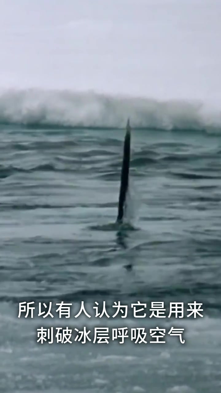 你知道吗独角鲸,那根长长的东西,并不是角而是牙吗?