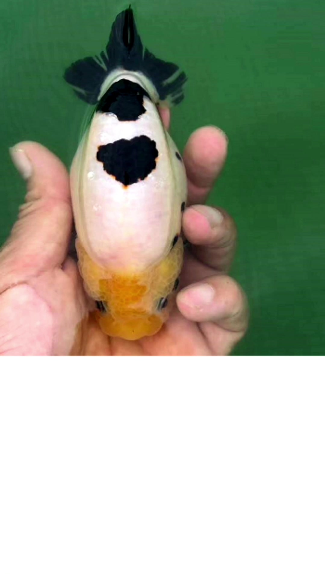 福州3大家的福寿金鱼,行家教你怎么赏!