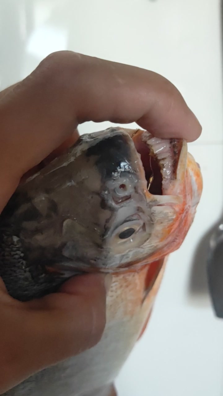 震惊,上海野河惊现超大食人鲳近亲,淡水白鲳