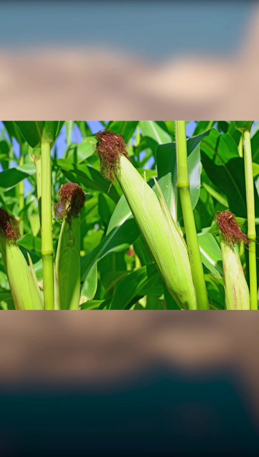 如何防治玉米病害(2)小斑病