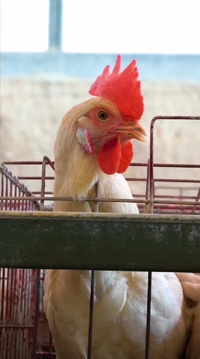 带你们看看全网最美的鸡冠子