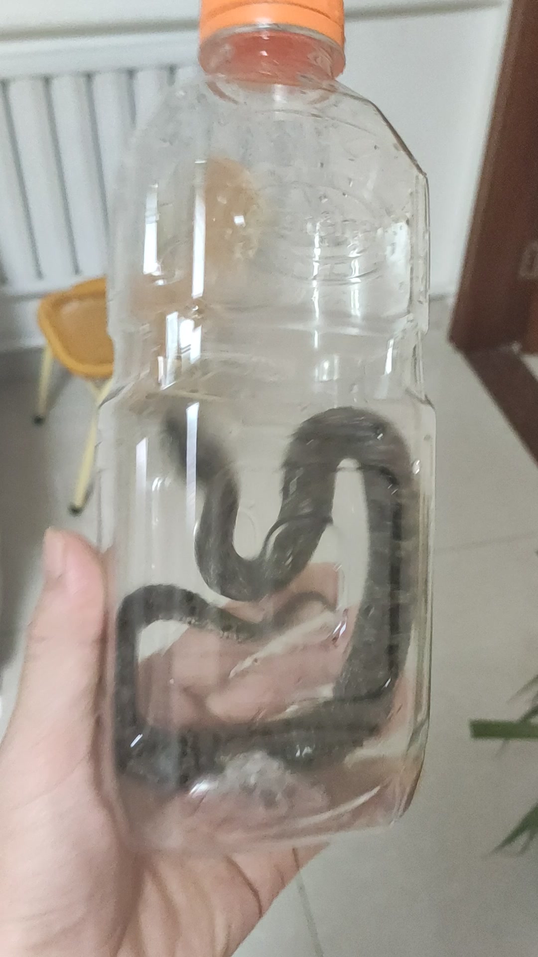 这是什么蛇?有没有毒?