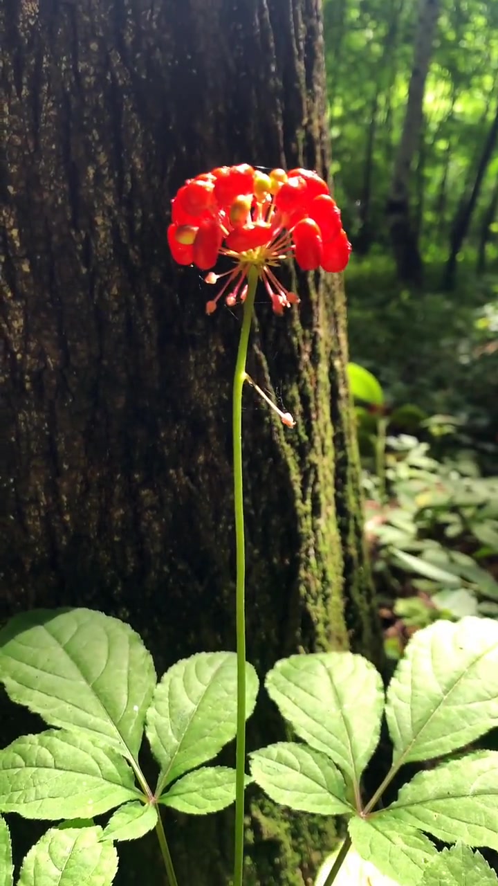 原来野生人参的花是这样的!