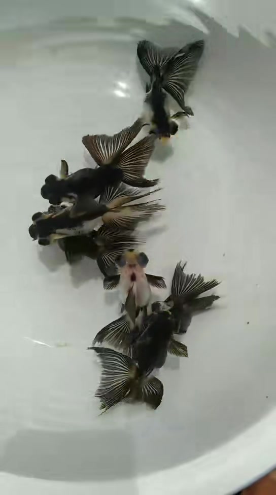 黑白裙蝶尾金鱼,漂亮哦