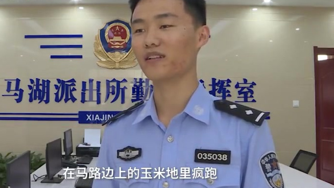 【捉鸡“大战”!民警全体出动抓回2万只逃跑小鸡[捂脸]】近日,山东德州,一辆载满小鸡苗的货
