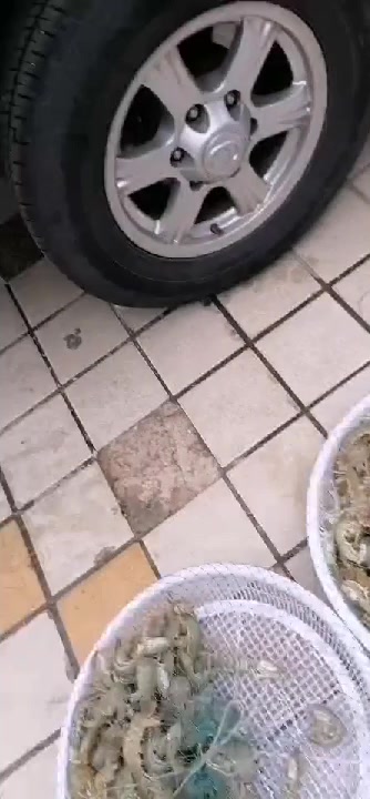 刚到的本海大虾爬子,海螺想吃的来吧,大景城北门老船长海鲜店