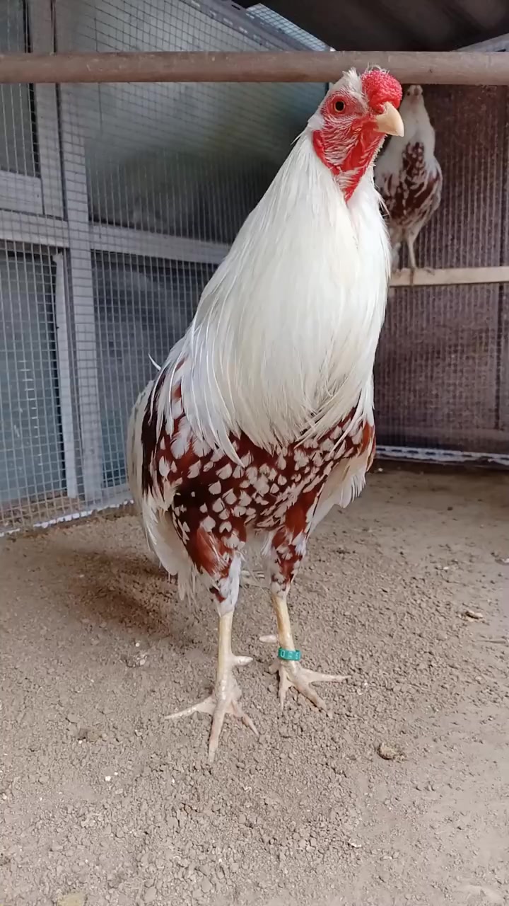 斗鸡系列之最漂亮没有之一