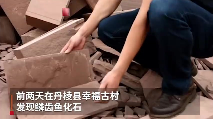 【四川丹棱幸福古村发现远古“鱼化石” 初步判定距今约上亿年】这个鱼化石是丹棱县一石材厂工人