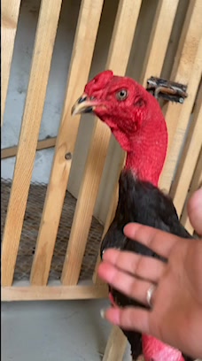 斗鸡越南斗鸡鬼子鸡