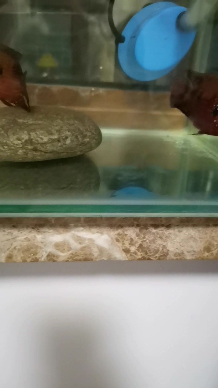 血钻红宝石鱼产籽漂亮吧