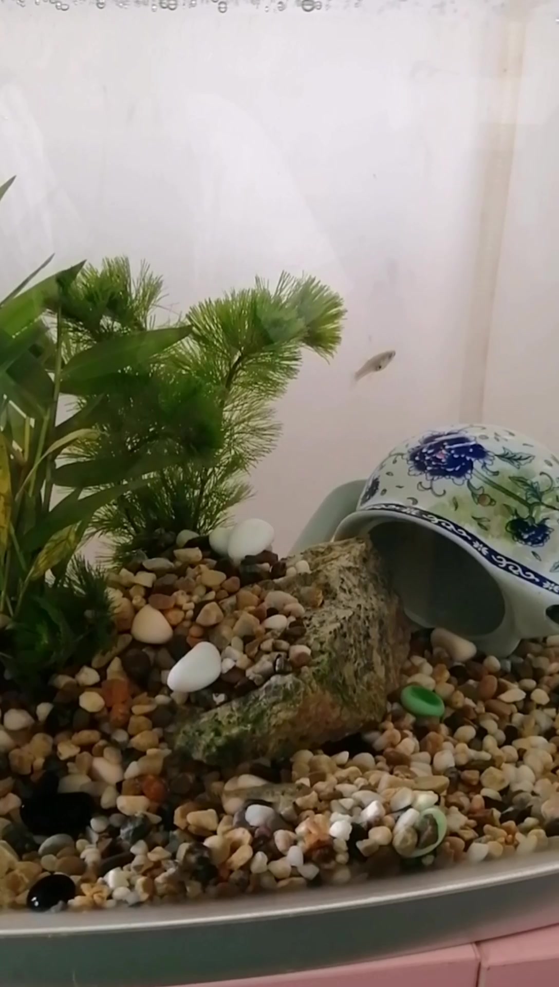 食蚊鱼怀孕了,却没有公鱼