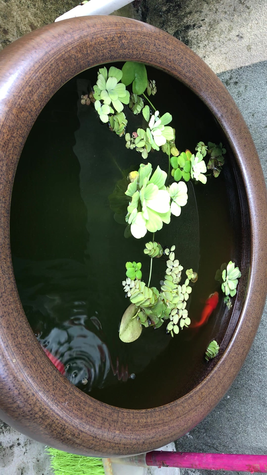 狮子头金鱼不用打氧气也活得很好