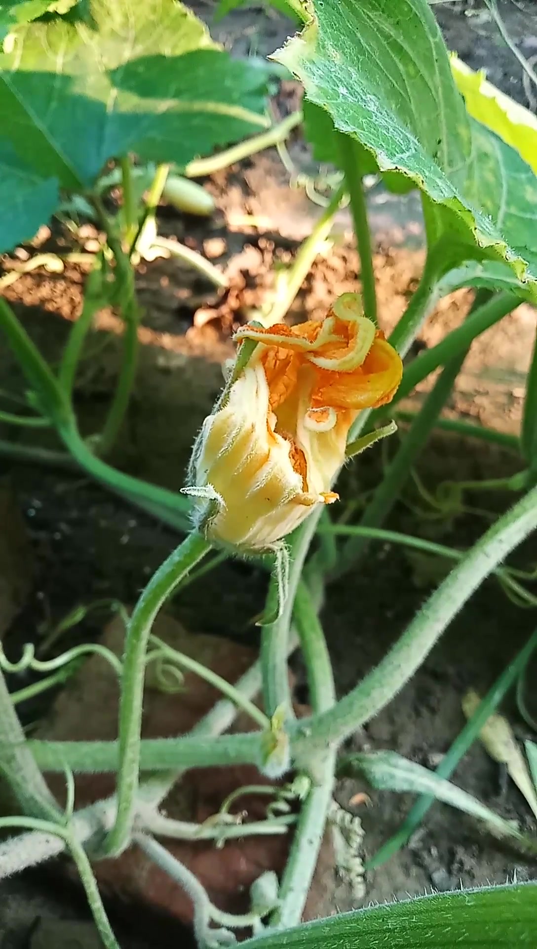 夏秋的瓜菜“南瓜”,又名番瓜、倭瓜,既当菜又代粮,被称为饭瓜