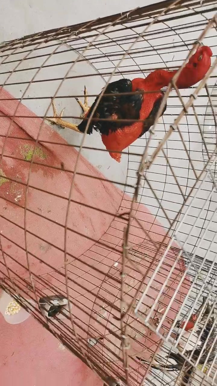 高质量越南鬼子斗鸡来咯