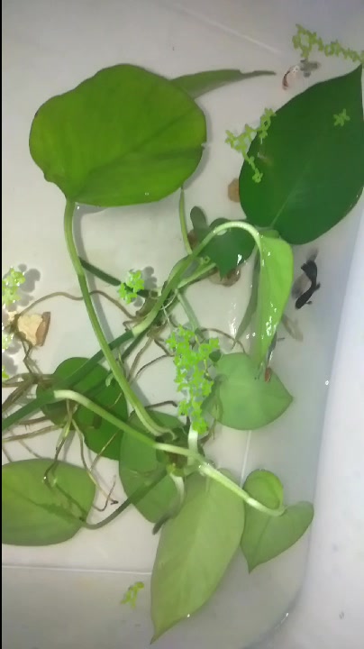 冰蓝和大耳孔雀鱼并到一起了。