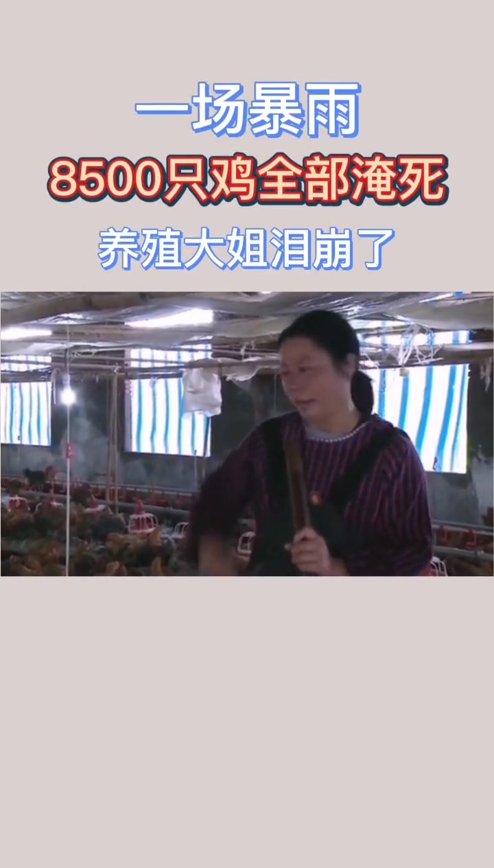 一场暴雨,养鸡场近万只鸡被淹死,希望成绝望,生活不易
