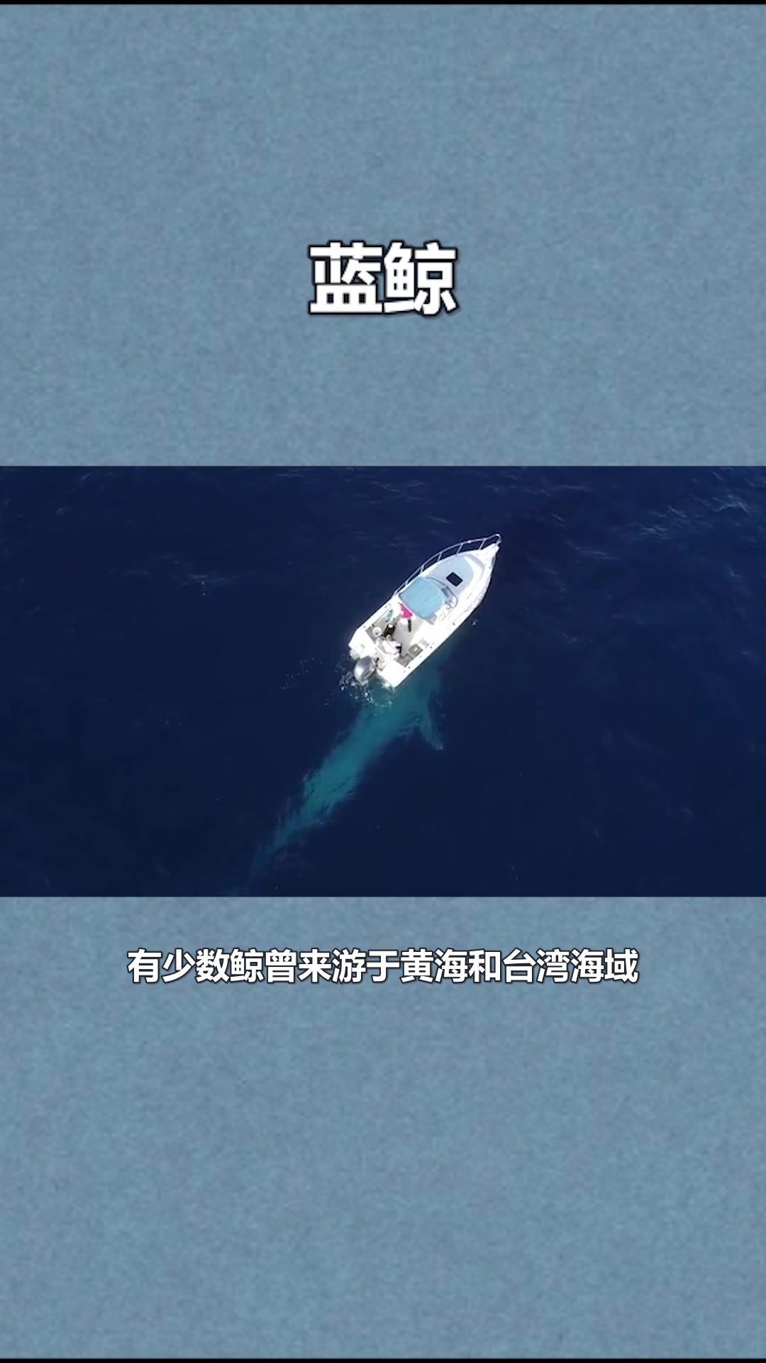 海洋蓝鲸相关介绍