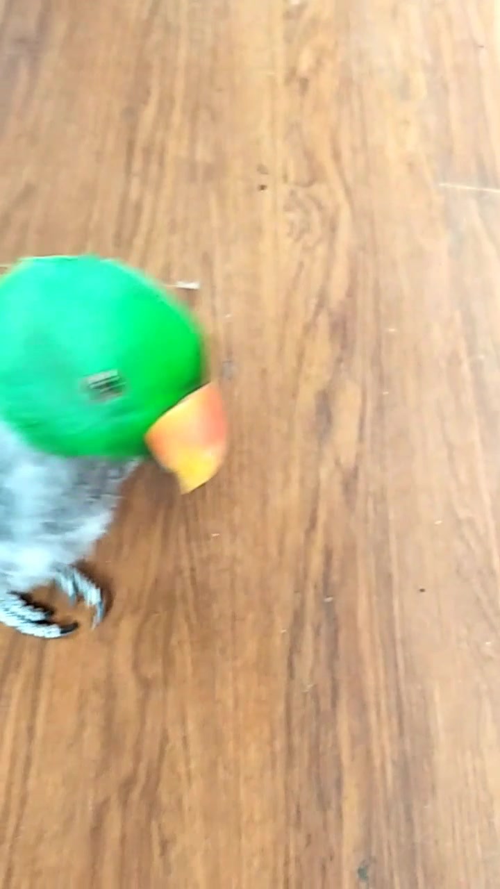 在一处景点的阁楼,遇到这只抑郁生病掉了毛的鹦鹉,安抚一下吧