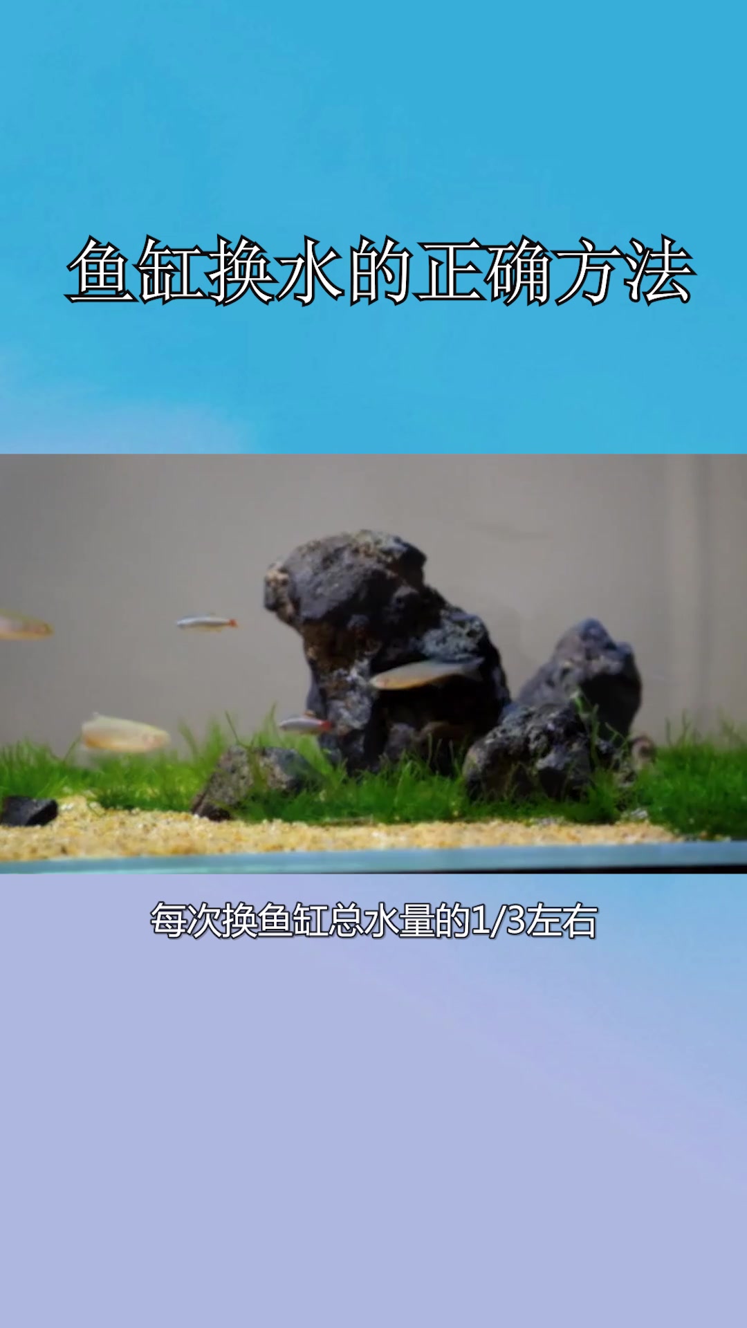 鱼缸换水的正确方法