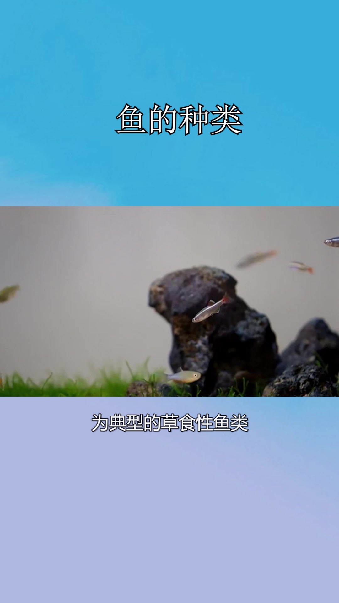 鱼的种类相关介绍